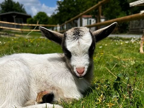 Camping L'Ambois - Camping Vendée - Image N°28