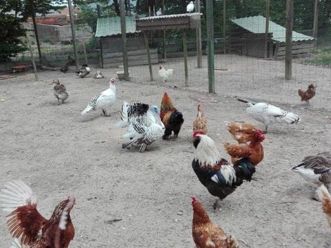 Camping Le trèfle à 4 Feuilles - Camping Vendée