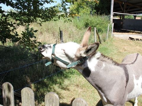 Camping Le trèfle à 4 Feuilles - Camping Vendée