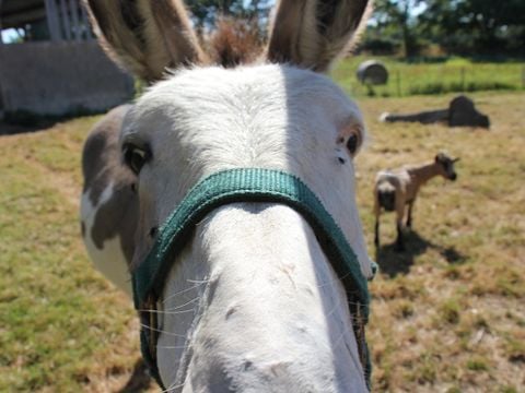Camping Le trèfle à 4 Feuilles - Camping Vendée