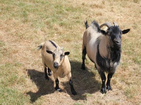 Camping Le trèfle à 4 Feuilles - Camping Vendée