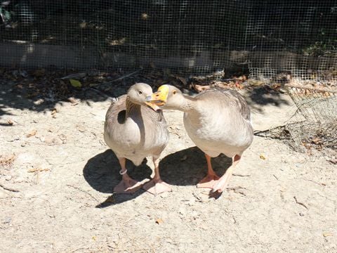 Camping Le trèfle à 4 Feuilles - Camping Vendée