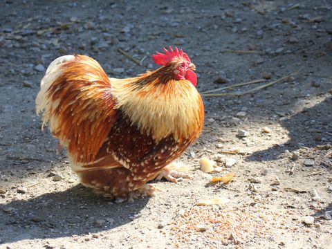 Camping Le trèfle à 4 Feuilles - Camping Vendée - Image N°12