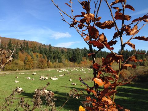Camping de La Forêt - Camping Doubs - Image N°71