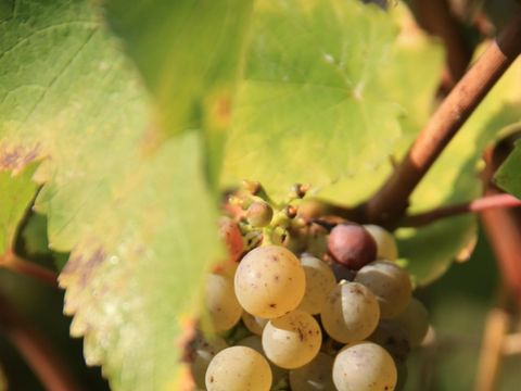 Camping La Vallee des Vignes - Camping Maine-et-Loire - Image N°18