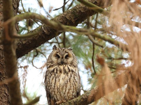 Camping Ushuaïa Villages L'estuaire - Camping Loire-Atlantique - Image N°43