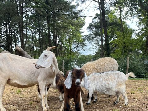 Camping Ushuaïa Villages L'estuaire - Camping Loire-Atlantique - Image N°14
