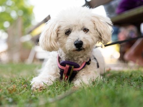 MOBILHOME 2 personnes - Cottage Privilège 1 ch -  TV