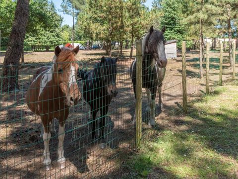 MOBILHOME 6 personnes - CLASSIC 30-3LS (Mobil home Visio) >10ans - maxi 4 adultes - TV, 3 chambres (lits superposés), environ 30m²