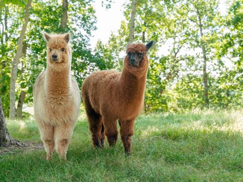 Flower Camping La Hallerais - Camping Côtes-d'Armor - Image N°24