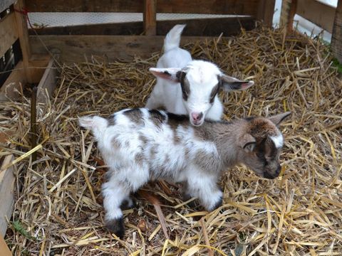 Camping Armor Loisirs - Camping Côtes-d'Armor