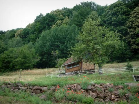 Camping Ramstein Plage - Camping Moselle - Image N°15