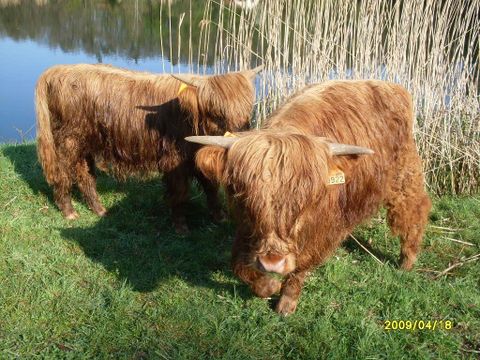 Camping Ramstein Plage - Camping Moselle - Image N°19