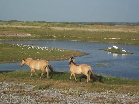 Camping La Prairie  - Camping Somme - Image N°34
