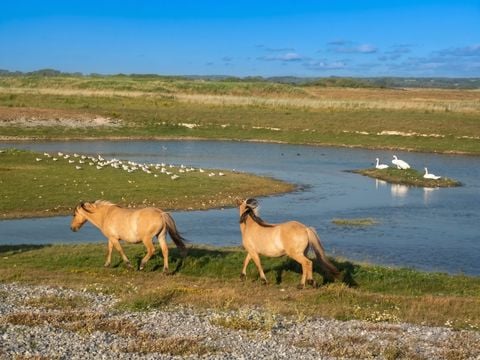 Camping La Prairie  - Camping Somme - Image N°23