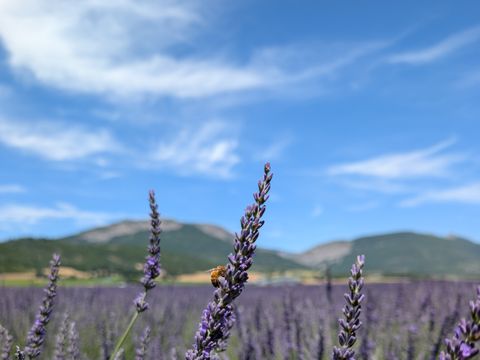 Flower Camping Jas du Moine - Camping Alpes-de-Haute-Provence - Image N°46