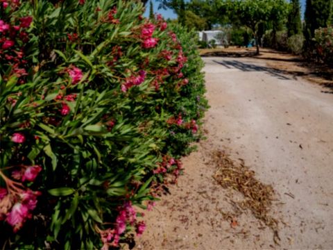 Camping L'Orangeraie - Camping Paradis - Camping Castellón