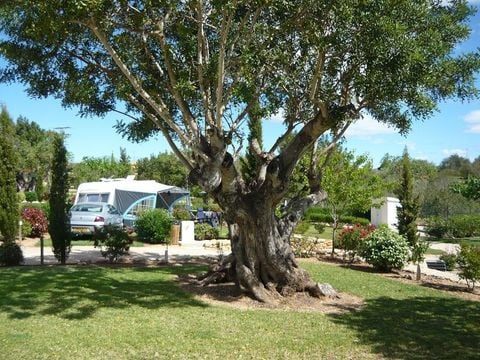 Camping L'Orangeraie - Camping Paradis - Camping Castellón - Image N°19