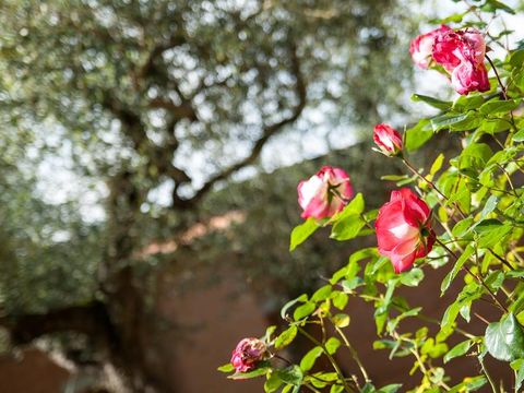 CHALET 4 personnes - Avec veranda
