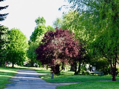 Camping Ile d'Amour - Camping Yonne - Image N°10