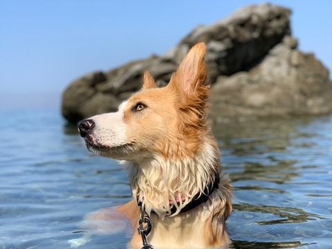 Camping Miramare Village - Camping Livorno - Image N°10