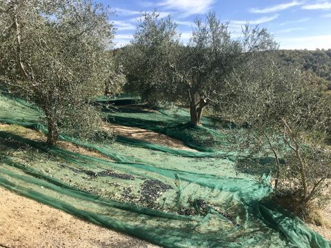 Camping The Lazy Olive Glamping - Camping Pise - Image N°13