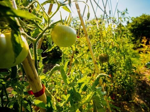 Camping Sites et Paysages - La Pinède - Camping Aude