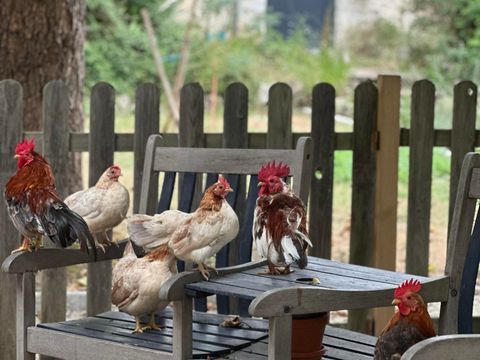 Camping Chez Gendron - Camping Gironde - Image N°18