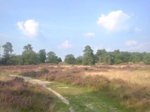 Camping 't Vlintenholt - Camping Drenthe - Image N°25