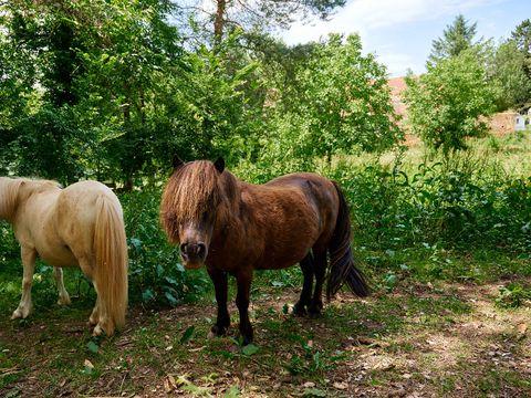 Camping Le Pech Charmant - Camping Dordogne - Image N°8