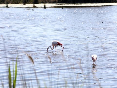 SOWELL RESIDENCES Les Mazets  - Camping Bouches-du-Rhone - Image N°46