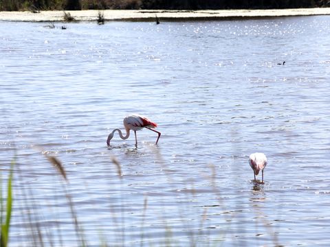 SOWELL - Résidence Les Mazets  - Camping Bouches-du-Rhône - Image N°26