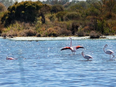 SOWELL - Résidence Les Mazets  - Camping Bouches-du-Rhône - Image N°25