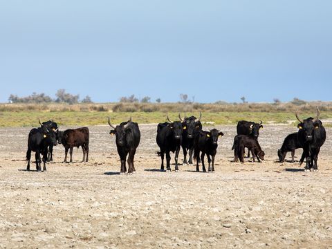SOWELL - Résidence Les Mazets  - Camping Bouches-du-Rhône - Image N°24