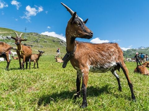 SOWELL - Résidence Pierre Blanche - Les Ménuires - Camping Savoia