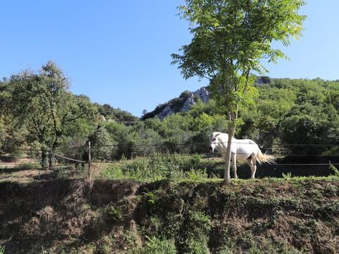SOWELL - Family Le Vallon - Camping Ardèche