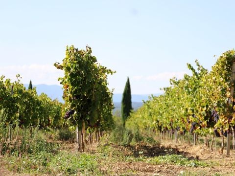 SOWELL - Family Le Vallon - Camping Ardèche
