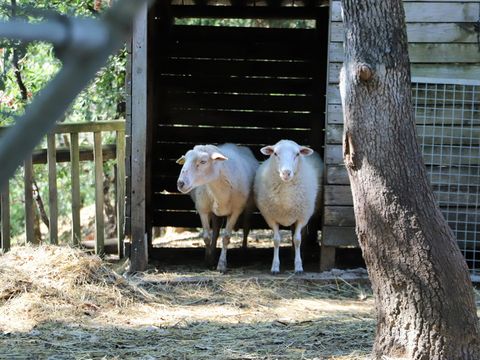 SOWELL - Family Le Vallon - Camping Ardèche - Image N°22