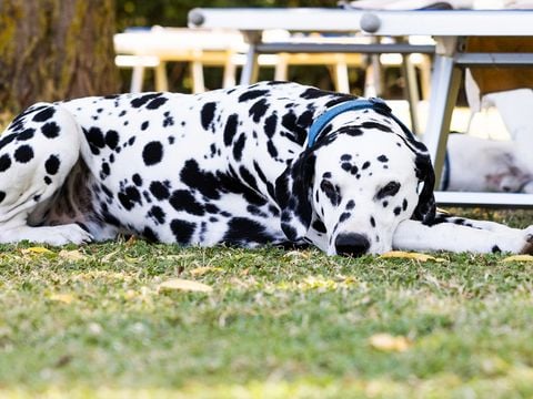 Residence Mare Pineta - Camping Ravenne