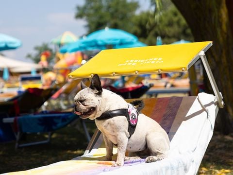 Residence Mare Pineta - Camping Ravenne