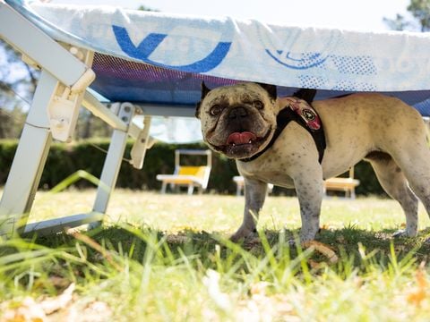 Residence Mare Pineta - Camping Ravenne