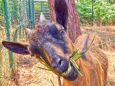 Fram Camping Lou Pignada - Camping Landes