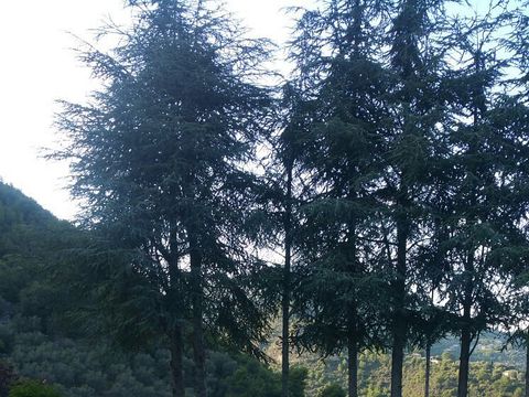 Le Domaine de l'Olivaie - Camping Alpes-Maritimes