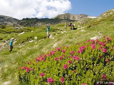 VVF Résidence Les Angles Pyrénées - Camping Pyrénées-Orientales - Image N°2