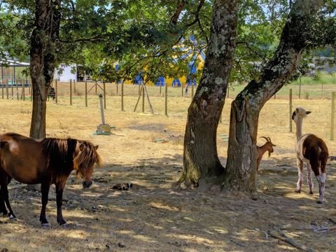 Camping Les Jardins du Morbihan - Camping Morbihan - Image N°21
