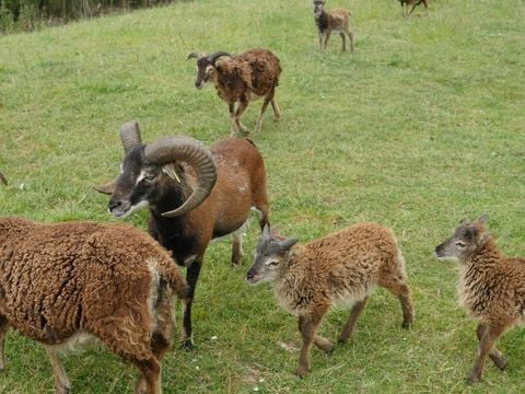 Camping Paradis Le Royon - Camping Somme - Image N°26