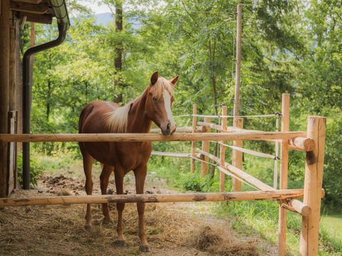 Forest Camping Mozirje - Camping Slovenie - Image N°43