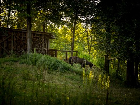 Forest Camping Mozirje - Camping Slovenie - Image N°48