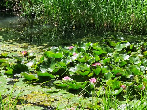 Camping Moulin de David - Camping Dordogne - Image N°20