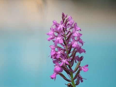 Camping Moulin de David - Camping Dordoña